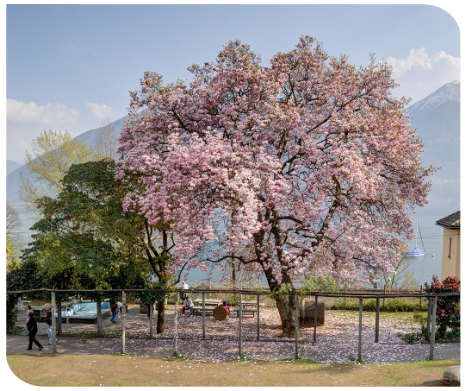 Magnolia a Minusio